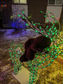 06_TbearBigDeer20240107sm.jpg