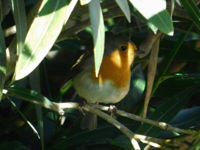 Robin
